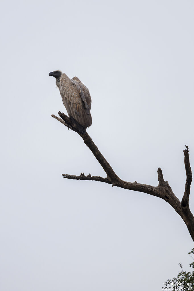 White-backed Vultureadult