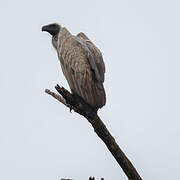 White-backed Vulture