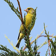 European Greenfinch