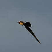 Long-tailed Paradise Whydah