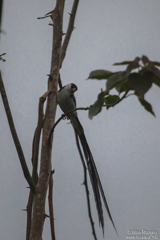 Pin-tailed Whydah male adult breeding, courting display