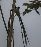 Pin-tailed Whydah