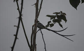 Pin-tailed Whydah