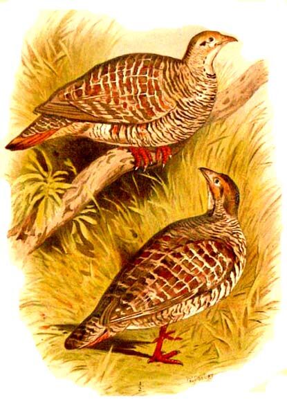 Grey Francolin