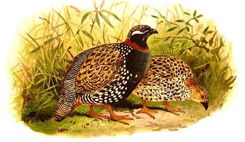Francolin noir