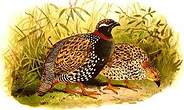 Francolin noir