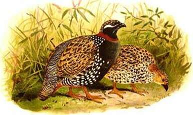 Francolin noir