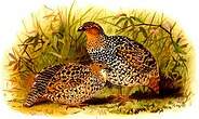 Francolin peint