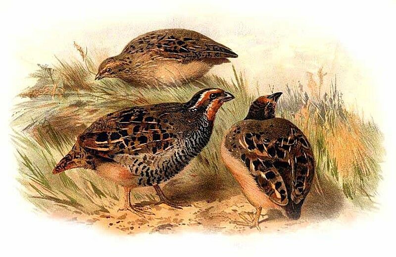 Jungle Bush Quail