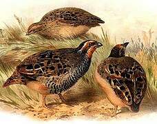 Jungle Bush Quail