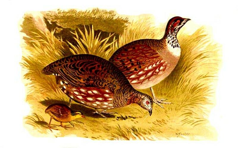 Torquéole à collier