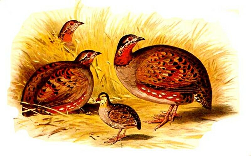 Torquéole à gorge rousse