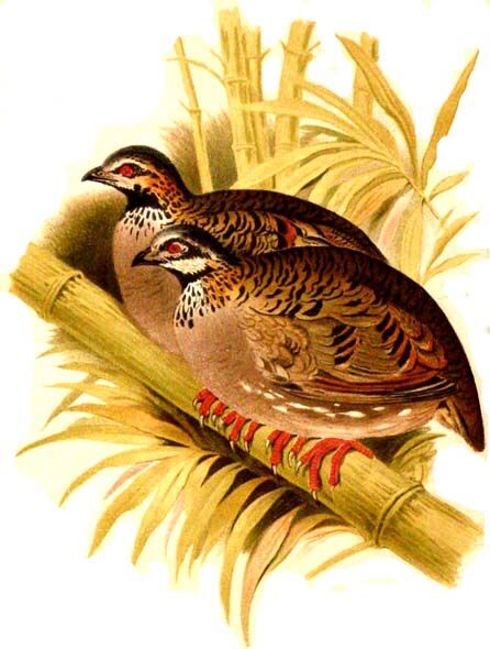 White-cheeked Partridge