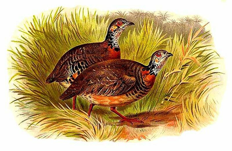 Torquéole à poitrine châtaine