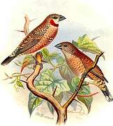 Cut-throat Finch