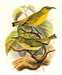 Amakihi familier