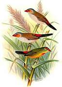 Orange-cheeked Waxbill