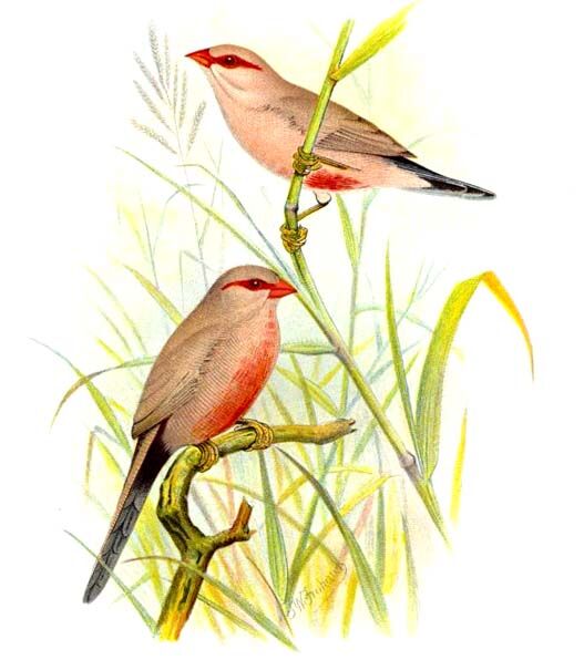 Common Waxbill