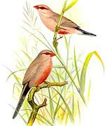 Common Waxbill