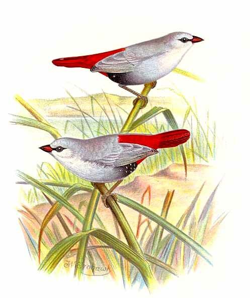 Lavender Waxbill