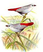 Lavender Waxbill