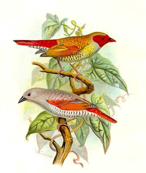 Red-winged Pytilia