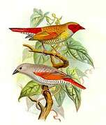 Red-winged Pytilia