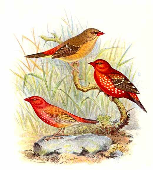 Red Avadavat