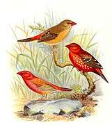 Red Avadavat