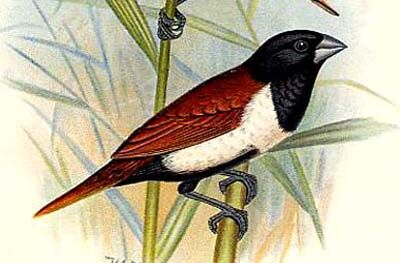 Tricolored Munia