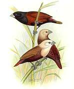 White-headed Munia