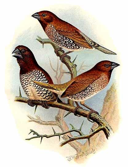 Scaly-breasted Munia