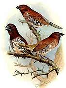 Scaly-breasted Munia