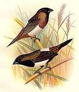 White-rumped Munia