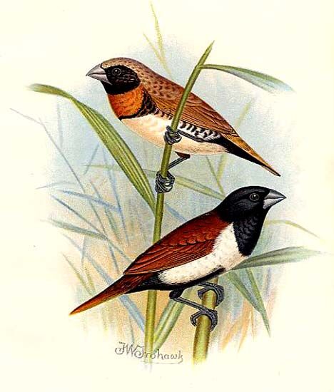 Chestnut-breasted Mannikin