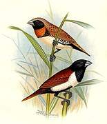 Chestnut-breasted Mannikin