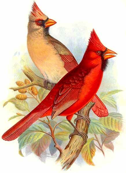 Northern Cardinal