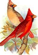 Cardinal rouge