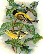 Black-headed Siskin