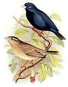 Village Indigobird