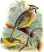 Yellow Cardinal