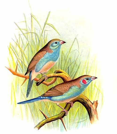 Red-cheeked Cordon-bleu