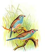 Red-cheeked Cordon-bleu