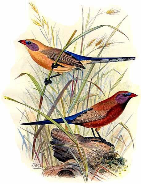 Violet-eared Waxbill