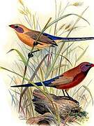 Violet-eared Waxbill