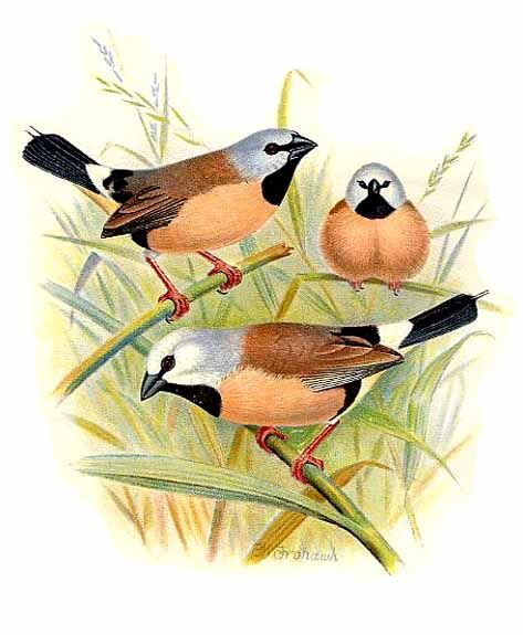 Black-throated Finch