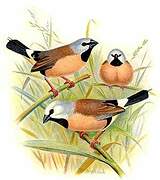 Black-throated Finch