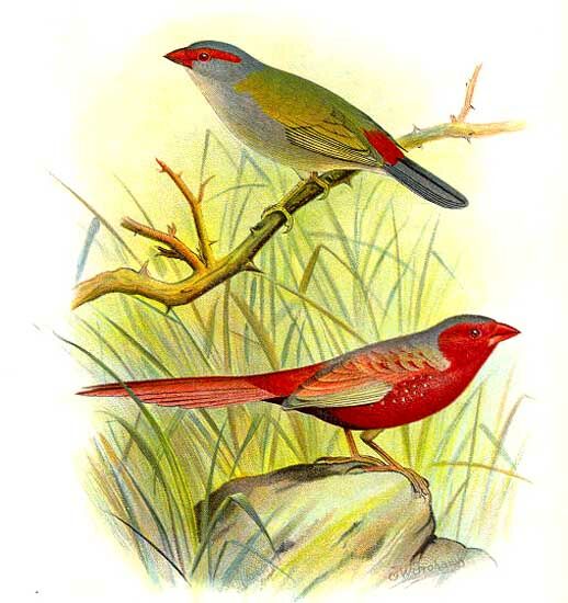 Red-browed Finch