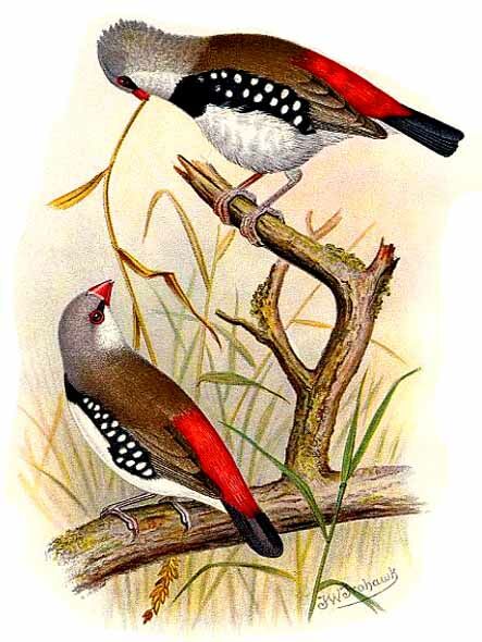 Diamond Firetail