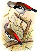 Diamond Firetail